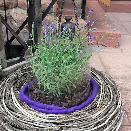 Casa de Férias Haus Am Kirchberg In Garden *